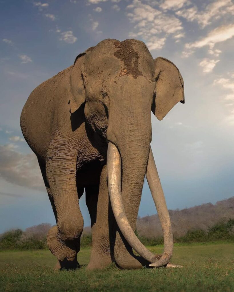 mr kabini