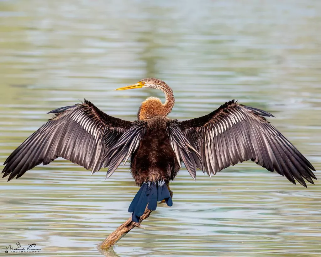 oriental darter