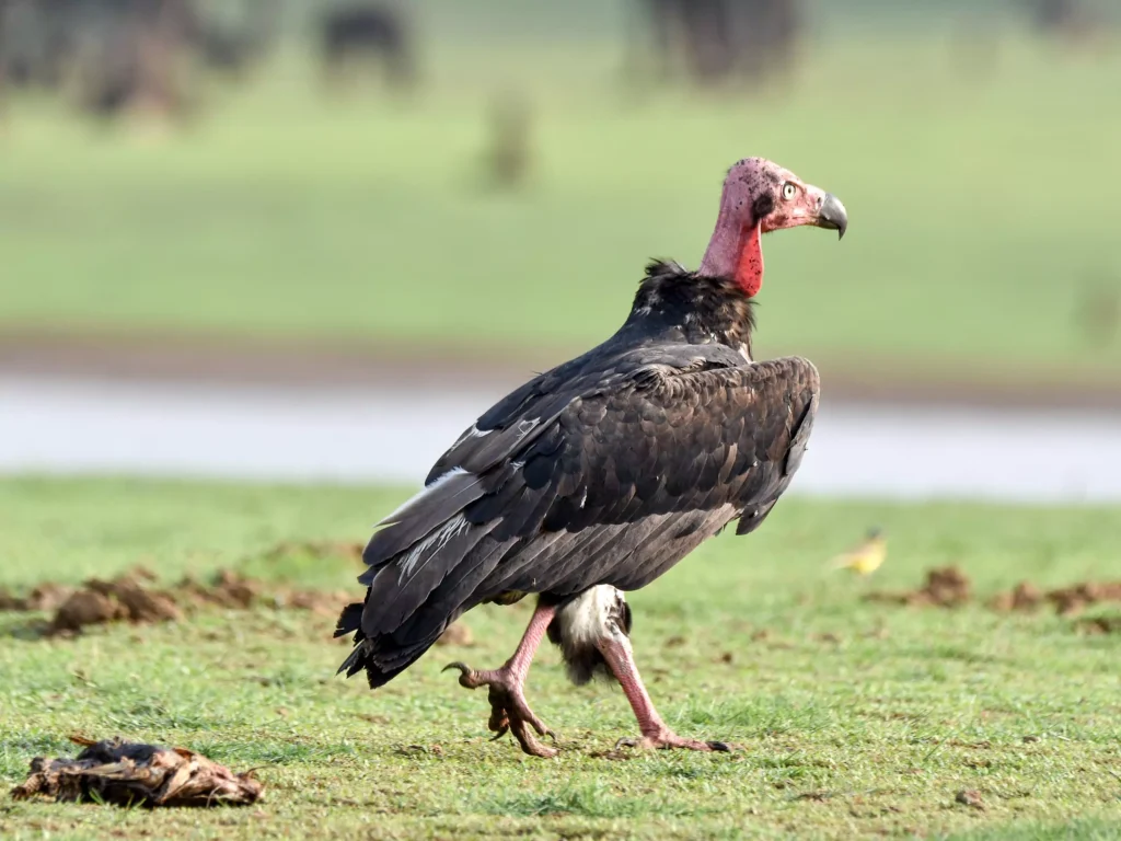 vultures in kabini